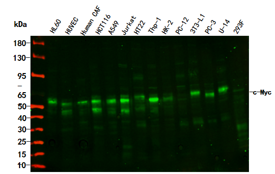 c-Myc Rabbit Monoclonal Antibody