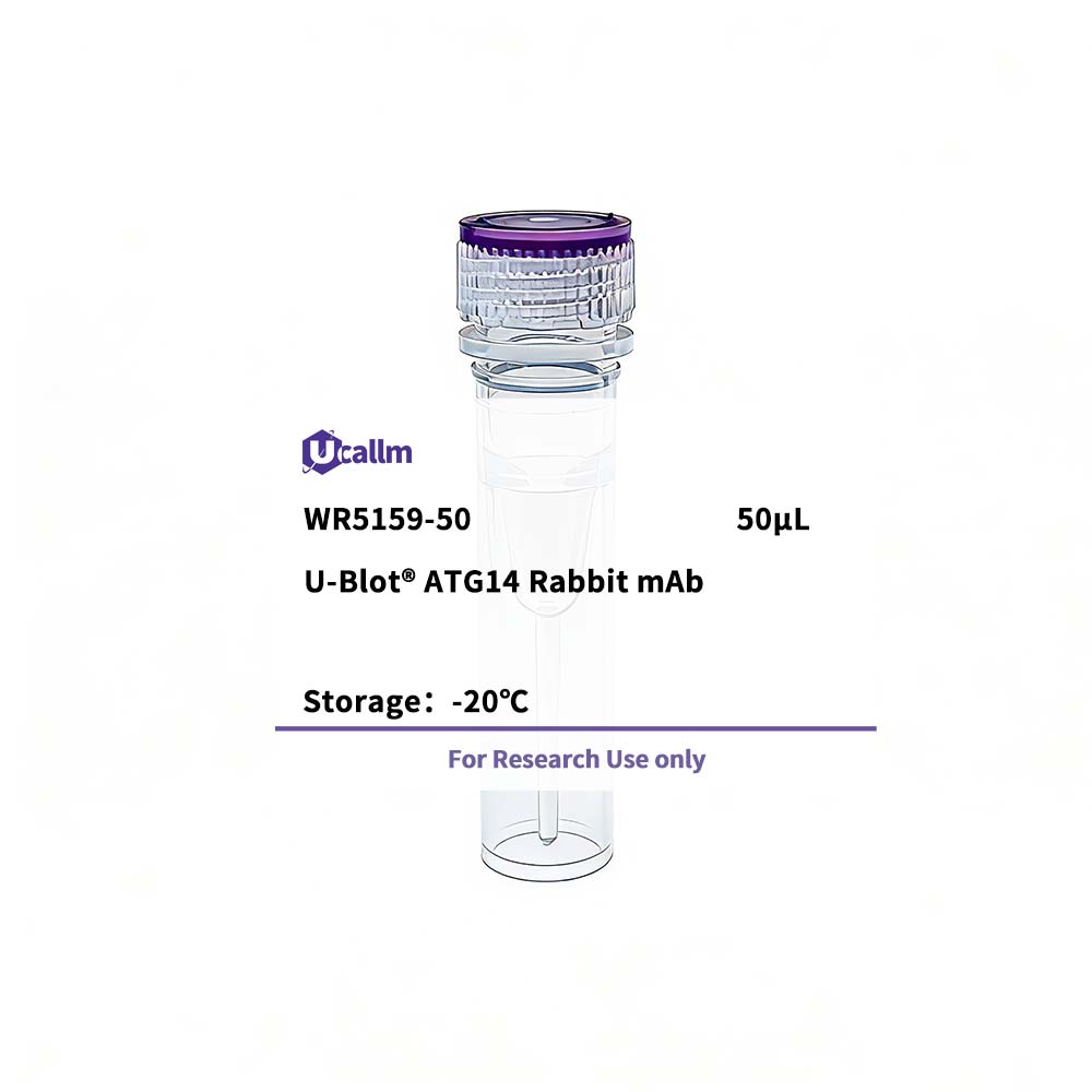 U-Blot® ATG14 Rabbit mAb - Ucallm